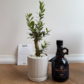 מארז זית ישראלי