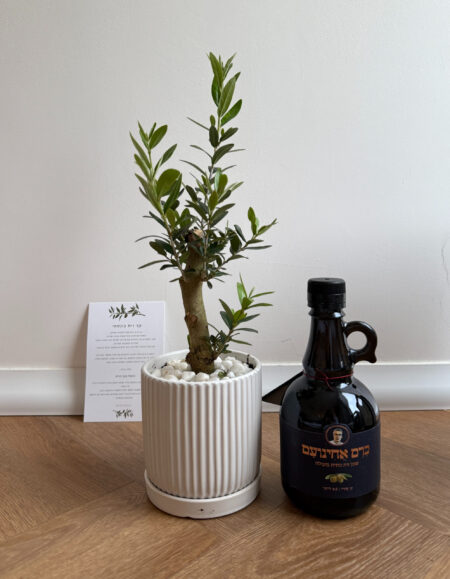 מארז זית ישראלי